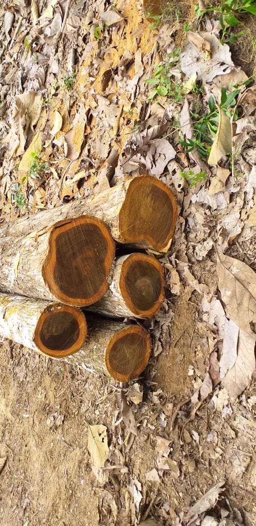 Troncos de Teca Colombiana - Madera Premium